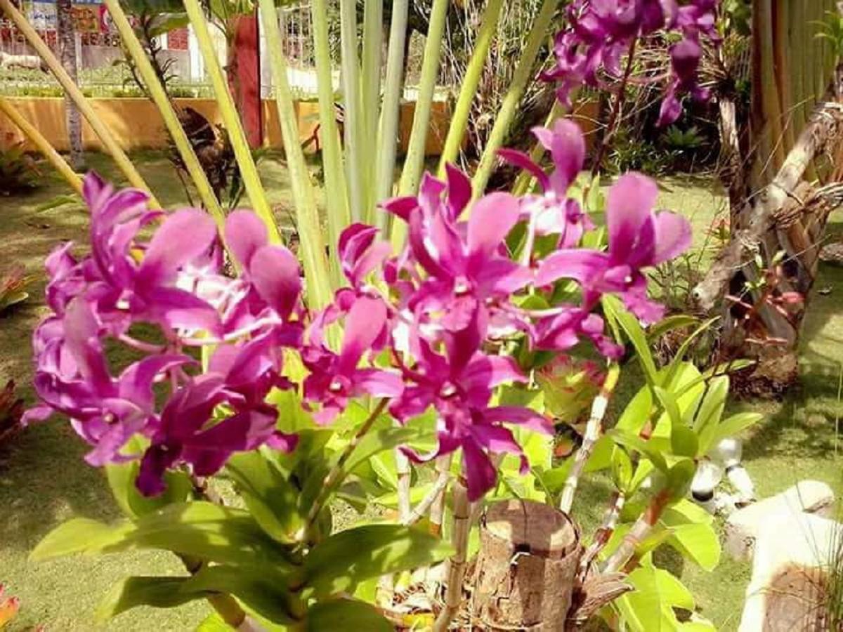 Traville Huts Palm Beach Inn بنغلاو المظهر الخارجي الصورة